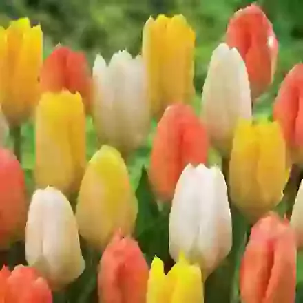 Three Colour Mix